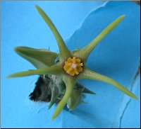 Orbea meintjesiana